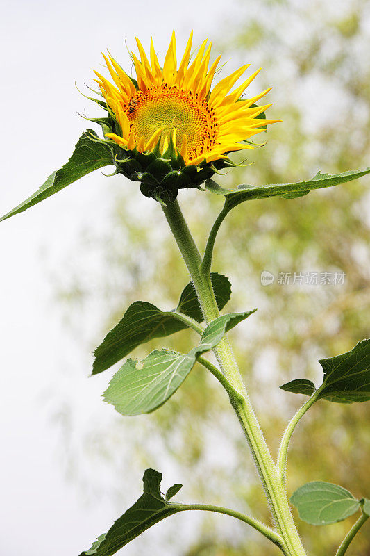 向日葵(Helianthus annuus)开花